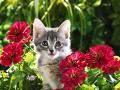 pisicutz intre floricele